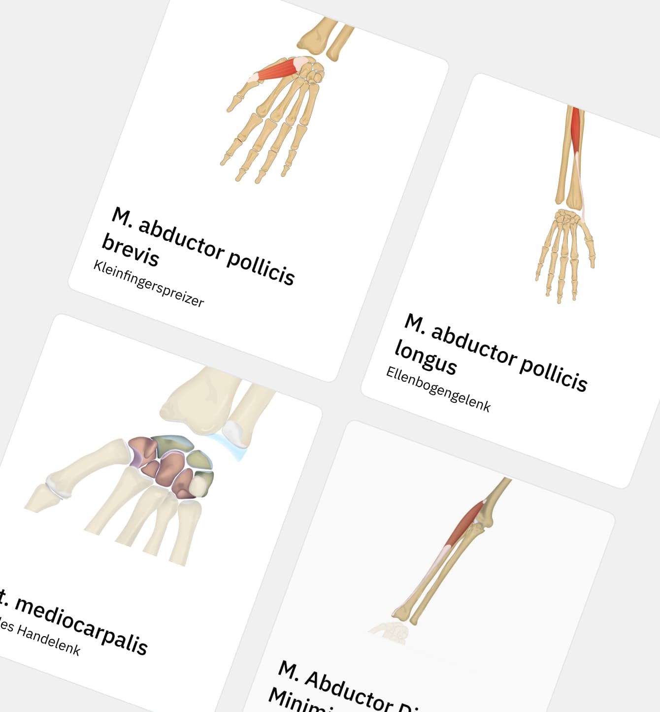 Anatomische Präparation in hoher Auflösung