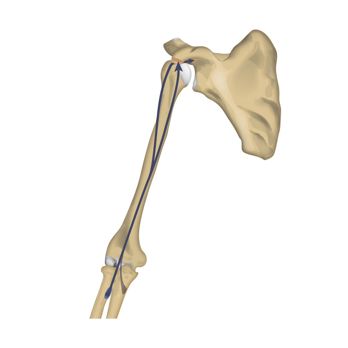Schematische Darstellung des M. biceps brachii