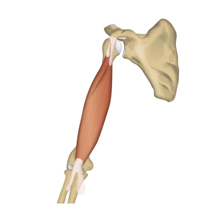 M. biceps brachii - Illustration