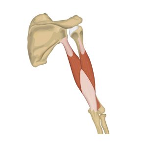 M. triceps brachii - Illustration