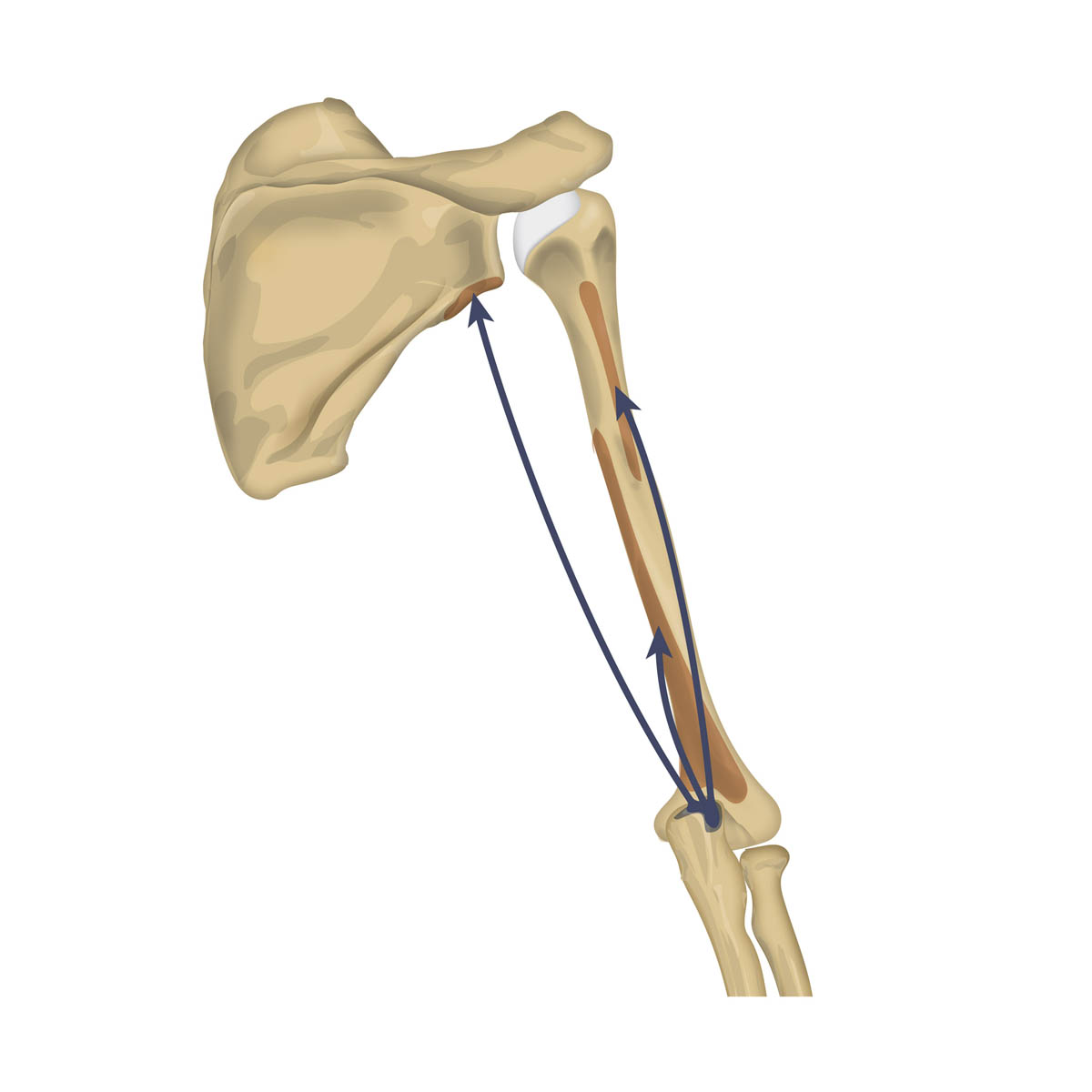 Schematische Darstellung des M. triceps brachii