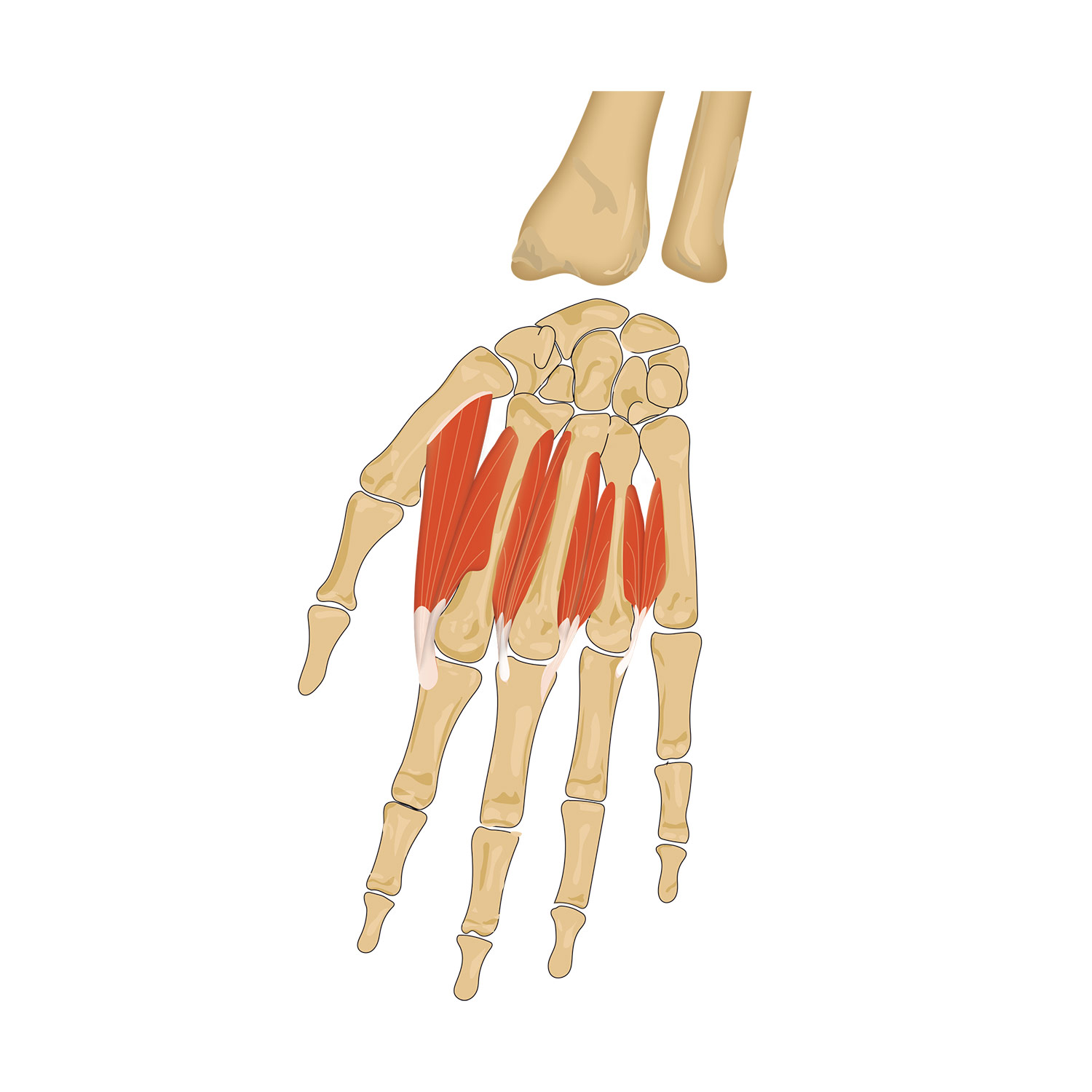 Schematische Darstellung des M. interossei dorsales I-IV