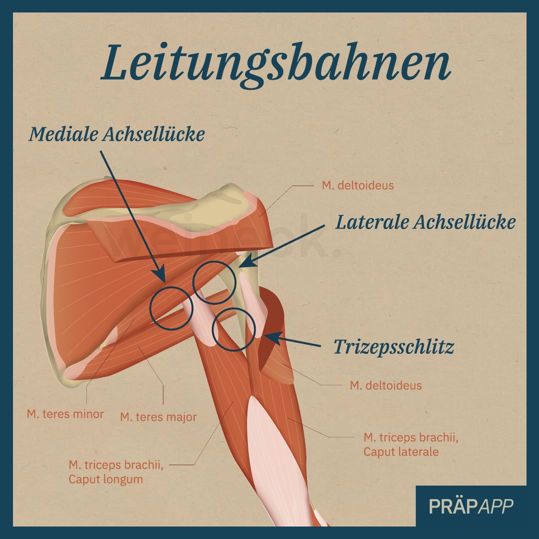 IG Achsellücken Begrenzungen präpApp Early Access