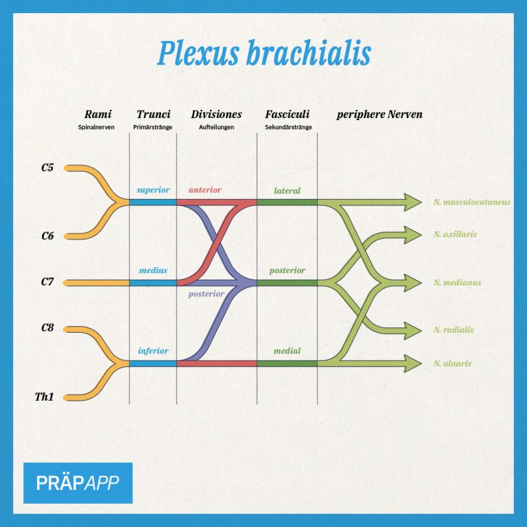 Plexus brachialis 1