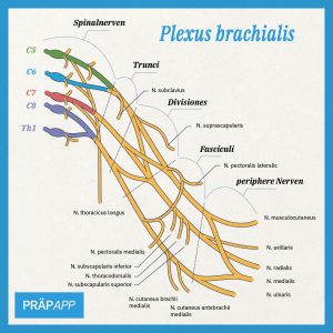 IG: Plexus brachialis