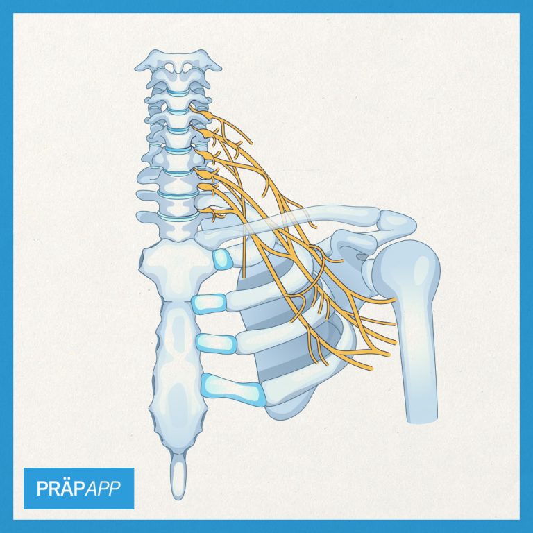Plexus brachialis - Verlauf