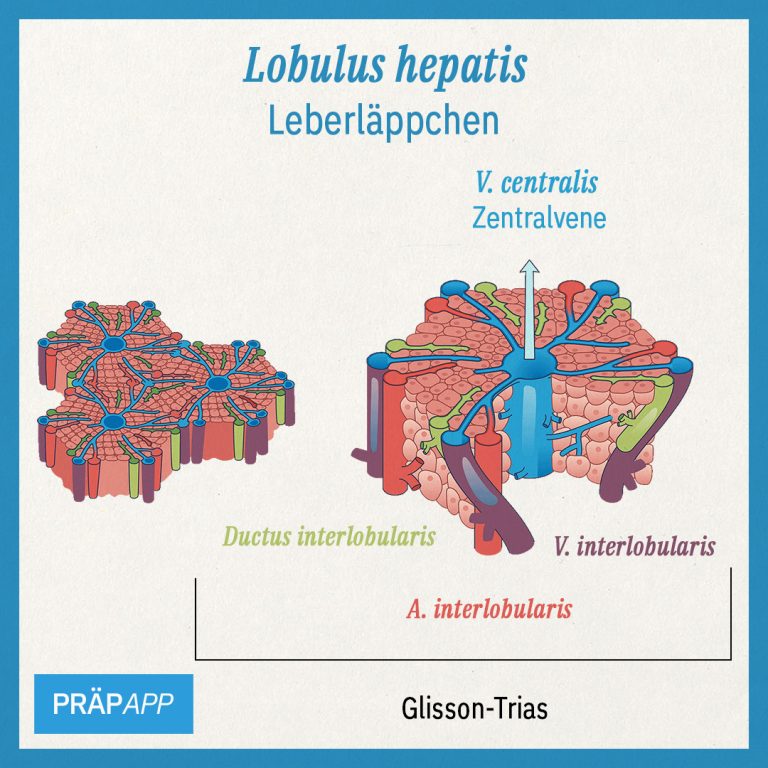 lobulus hepatis